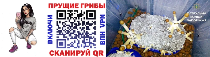 Галлюциногенные грибы Psilocybe  hydra ONION  Славск 